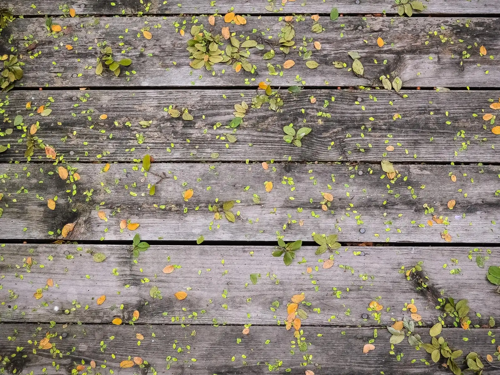 Weathered wood deck boards with fallen leaves